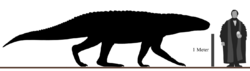 Barinasuchus Size Comparison.png