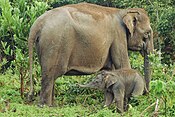 Bayi gajah Sumatera di Taman Nasional Tesso Nilo.jpg