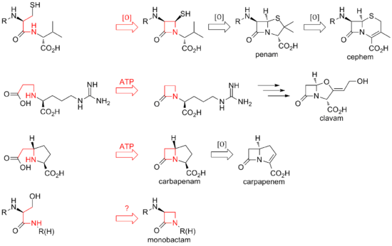 Overview of biosynthetic routes to the different classes of β-lactam compounds.
