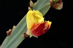 Bossiaea fragrans.jpg