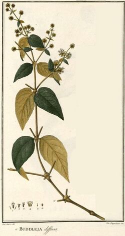 Buddleja diffusa - Ruiz Lopez, H., Pavon, J., Flora Peruviana, et Chilensis, vol. 1 Plates 1-152 (1798-1802) - 187339 (crop).jpg