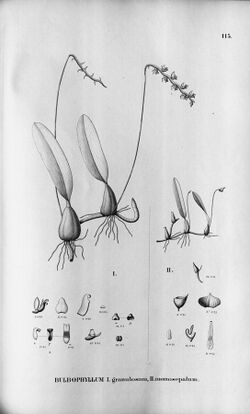 Bulbophyllum granulosum - Bulbophyllum napellii (as Bulbophyllum monosepalum) - Fl.Br. 3-5-115.jpg