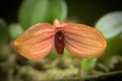Bulbophyllum ovalifolium (wild Sabah Borneo) (Blume) Lindl., Gen. Sp. Orchid. Pl.- 49 (1830) (32399387305).jpg