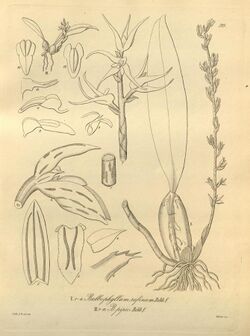 Bulbophyllum rufinum - Bulbophyllum pipio - Xenia 3 pl 219.jpg