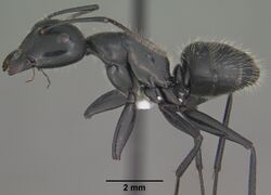 Camponotus laevigatus casent0102776 profile 1.jpg
