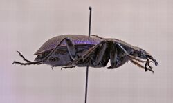 Carabus gyllenhali 01.jpg