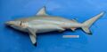 Graceful shark (Carcharhinus amblyrhynchoides)