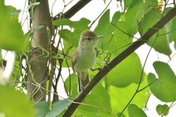 Caroline Reed Warbler.jpg