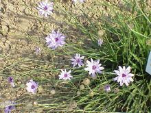 Catananche caerulea4.jpg