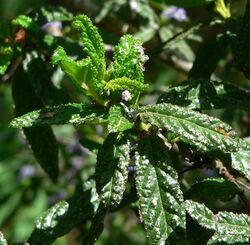 Ceanothus papillosus 4.jpg