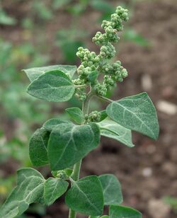 Chenopodium vulvaria inflorescence (15).jpg