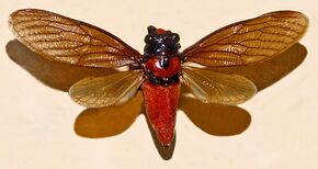 Cicadidae - Huechys sanguinea.JPG