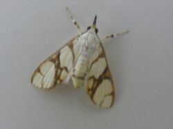 Cirrhochrista fumipalpis Crambidae, Spilomelinae (1057057421).jpg