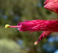 Cleistocactus strausii 5.jpg