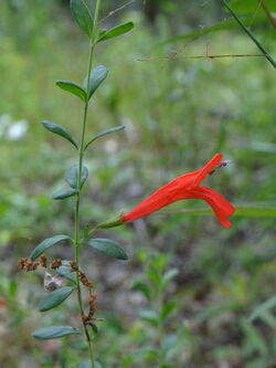 Clinopodium coccineum01-Alabama.jpg