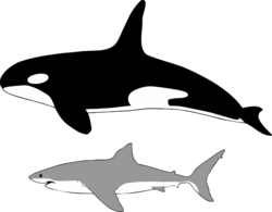 Comparison of size of orca and great white shark.svg