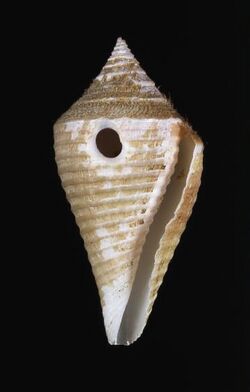 Conasprella bajanensis 001.jpg