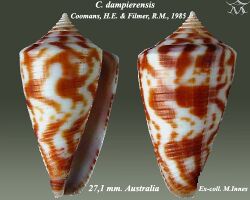 Conus dampierensis 2.jpg
