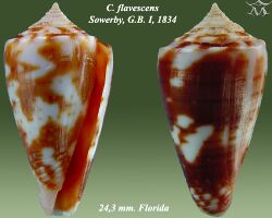 Conus flavescens 8.jpg