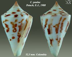 Conus paulae 1.jpg