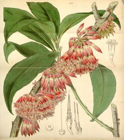 Curtis's Botanical Magazine, Plate 4303 (Volume 73, 1847).jpg
