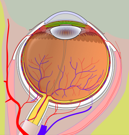 File:Diagram of human eye without labels.svg
