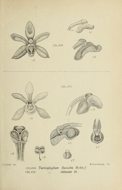 Die Orchideen von Java - fig. 468-469 (1912).jpg