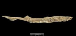 Etmopterus decacuspidatus Chan, 1966 1057506355.jpg