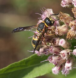 Euodynerus hidalgo P1280361a.jpg