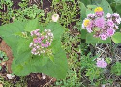 Eupatorium hecatanthum poster Uruguay.jpg