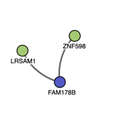 FAM178B Interacting Proteins.png
