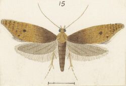 Fig 15 MA I437894 TePapa Plate-XXXIII-The-butterflies full (cropped).jpg