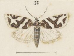 Fig 38 MA I437625 TePapa Plate-XXVI-The-butterflies full (cropped).jpg