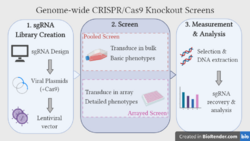 Genome-wide CRISPR screen - Overview.png