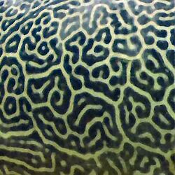 Giant Pufferfish skin pattern detail.jpg