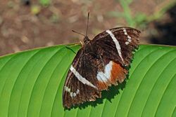 Giant butterfly-moth (Castniomera atymnius drucei).jpg