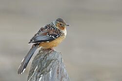 Giantlaughingthrush.jpg