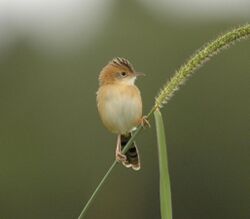 The golden-headed cisticola on a plant, facing so that its underside is exposed