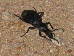 Ground Beetle (Anthia fornasinii) (11967722126).jpg