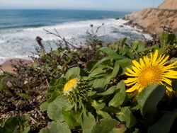 Gum Plant (Grindelia hirsutula) (4324634490).jpg