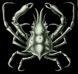 Haeckel Pisa armata.png