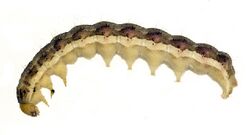 Helicoverpa gelotopoeon larva.jpg