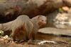 An Indian grey mongoose, which is found in Mesopotamia