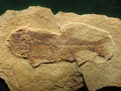 Hiodon woodruffi fossil from the Stonerose Interpretive Center collection