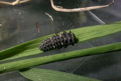 Hippodamia tredecimpunctata larva.jpg