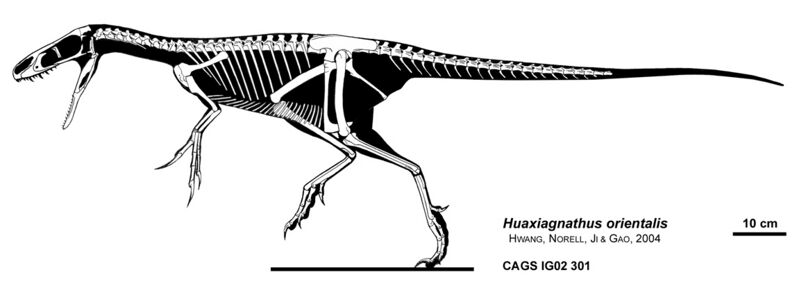File:Huaxiagnathus skeletal.jpg