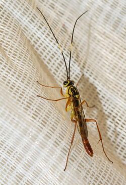 Yellow and black flying insect lacking an ovipositor... male Ichneumonid Wasp