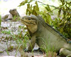 Iguana sitting down looking to the left.jpg