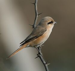 Isabelline Shrike (15214160368).jpg