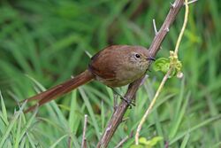 Itatiaia Spinetail, Pico de Caledonia, Brazil (14189440116).jpg